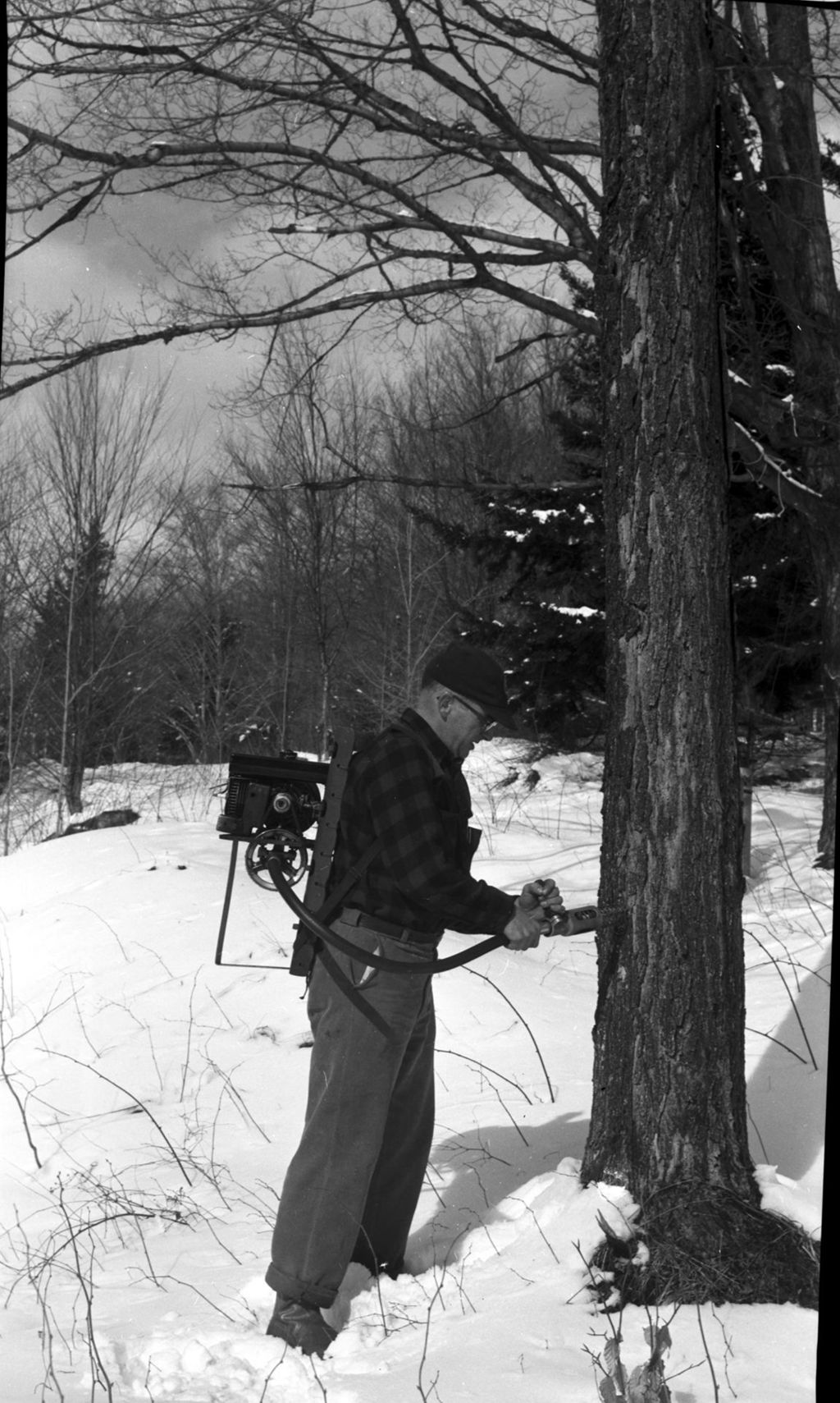 Miniature of Worker power-tapping sugar maple