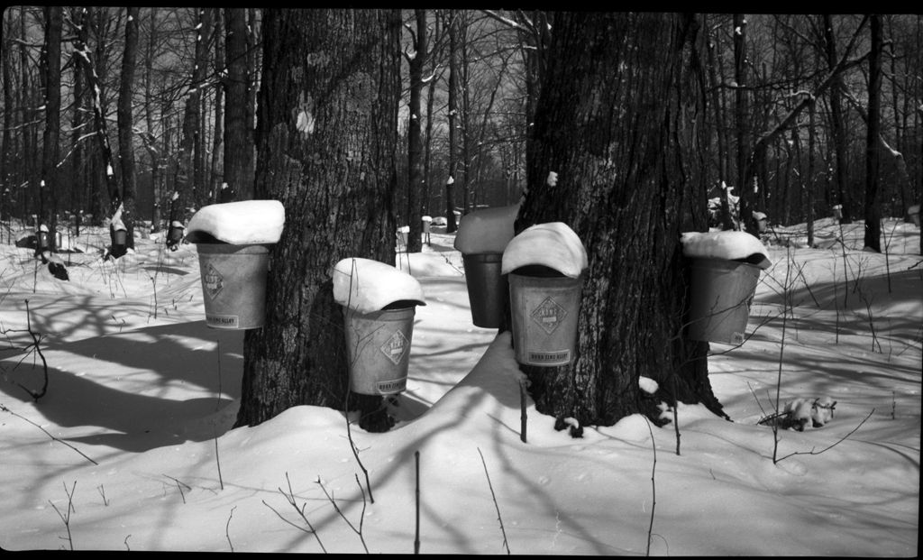 Miniature of Collection buckets in the sugar bush