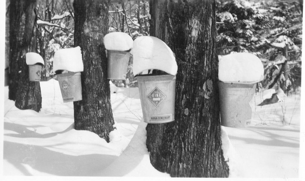 Miniature of Collection buckets in the sugar bush