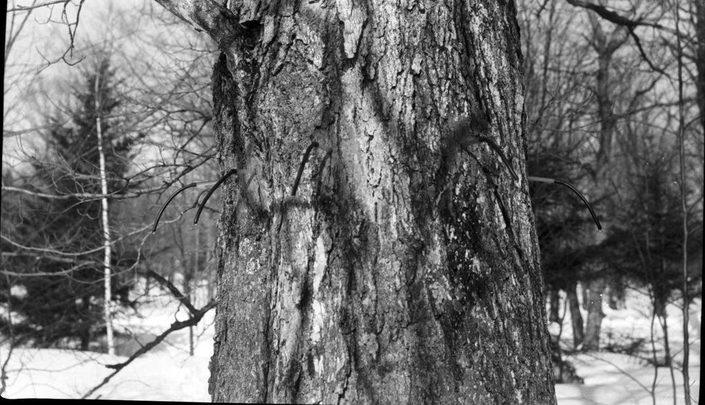 Miniature of Taps in sugar maple