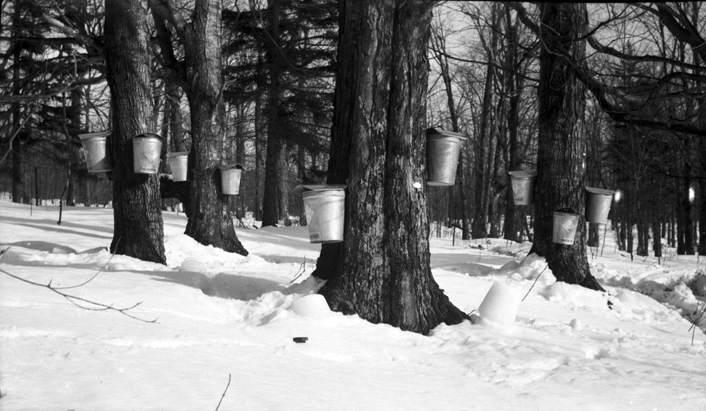 Miniature of Collection buckets in the sugar bush