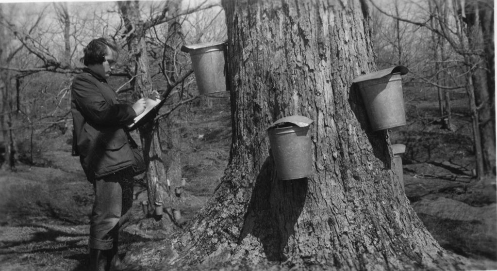 Miniature of Worker collecting data in the sugar bush