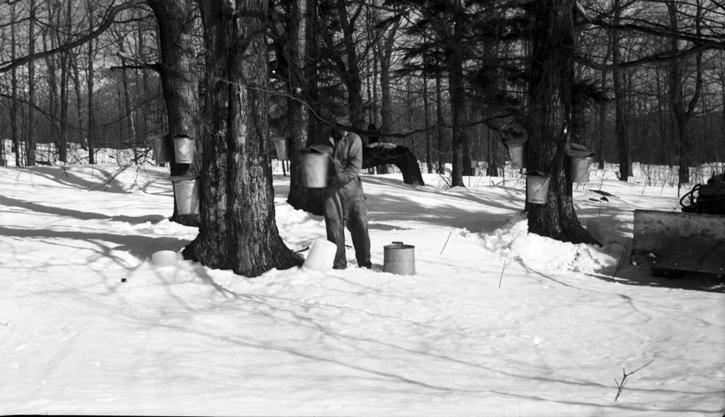 Miniature of Working collection buckets in the sugar bush