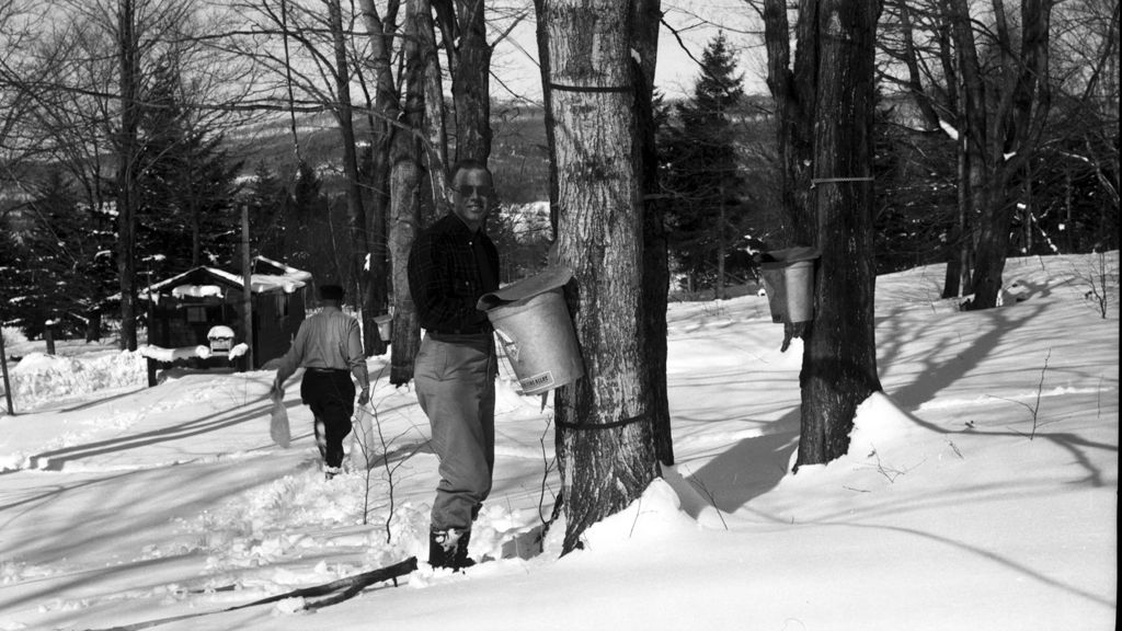 Miniature of Collecting maple sap