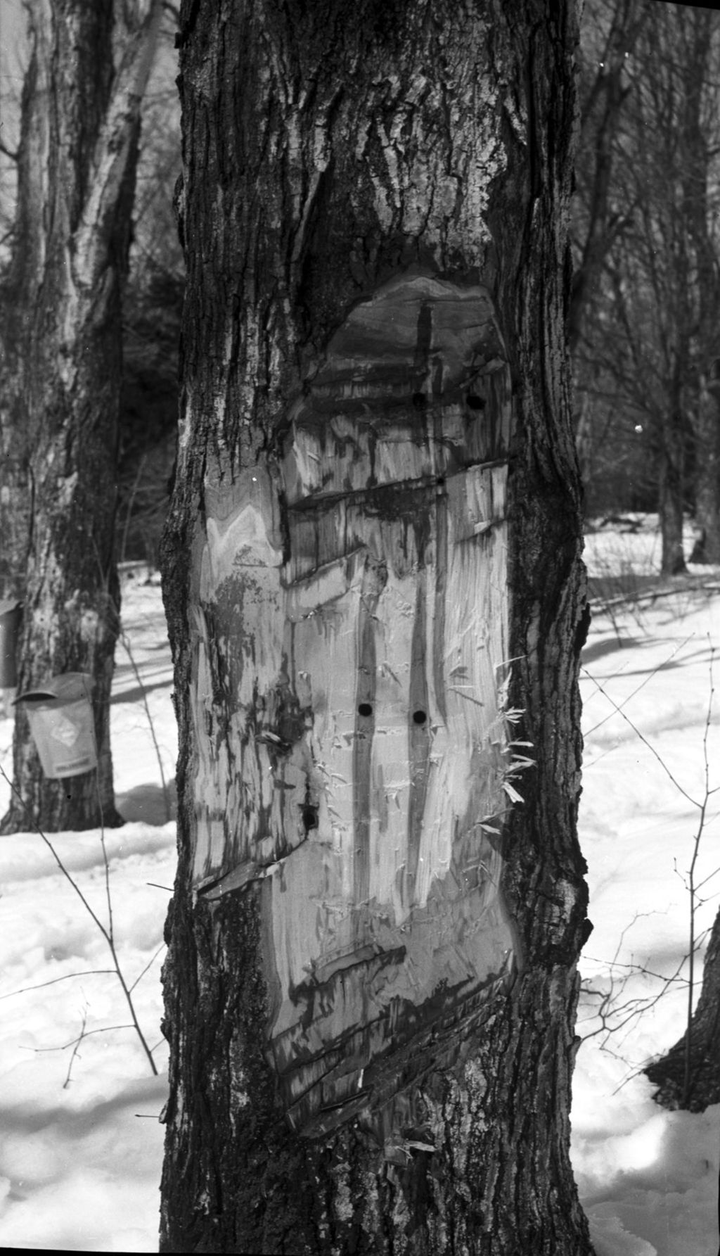 Miniature of Damaged sugar maple with two tap holes