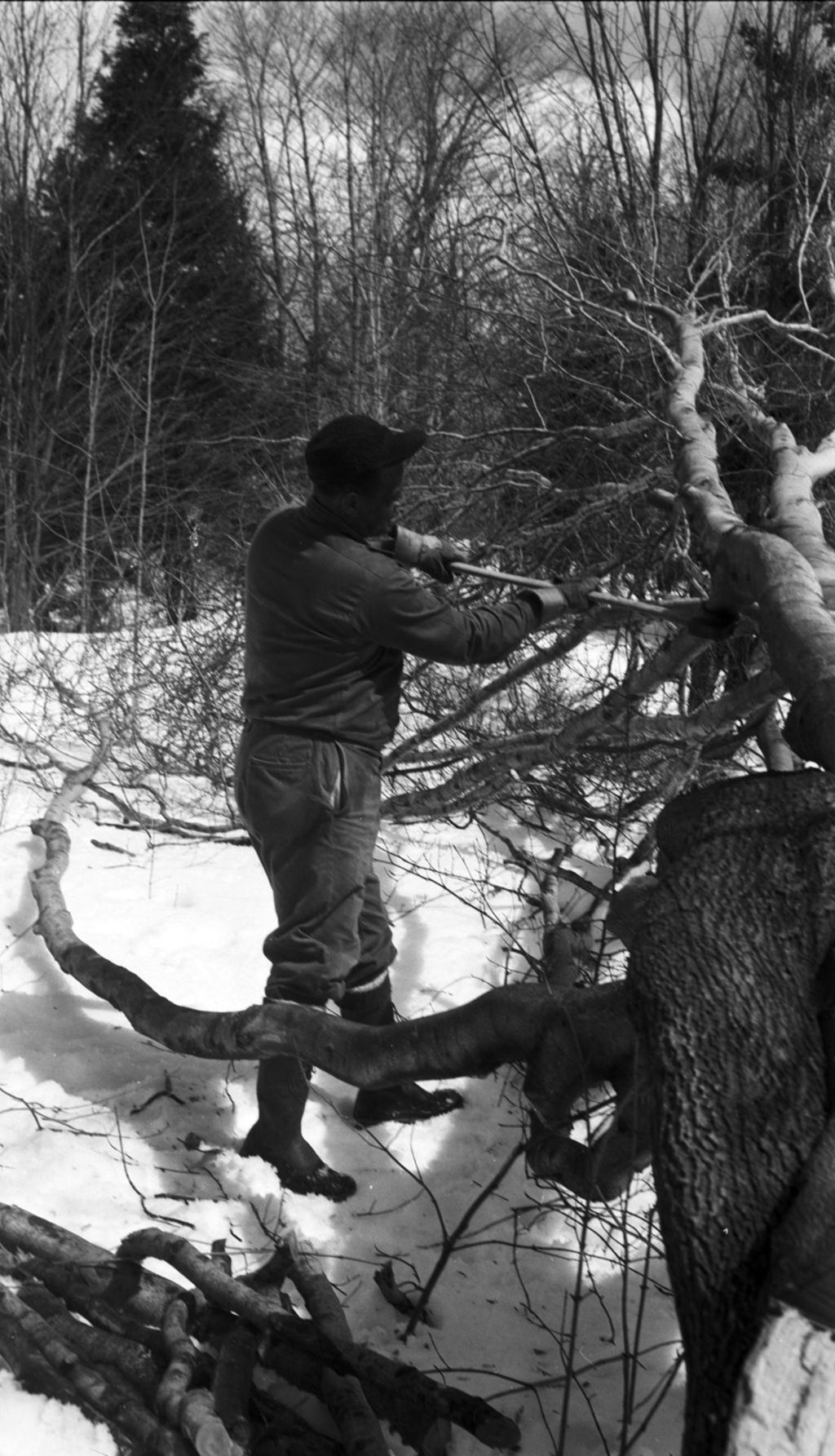 Miniature of Worker chopping felled tree in the sugar bush