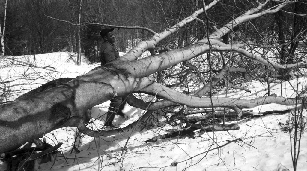 Miniature of Worker removing felled tree in the sugar bush