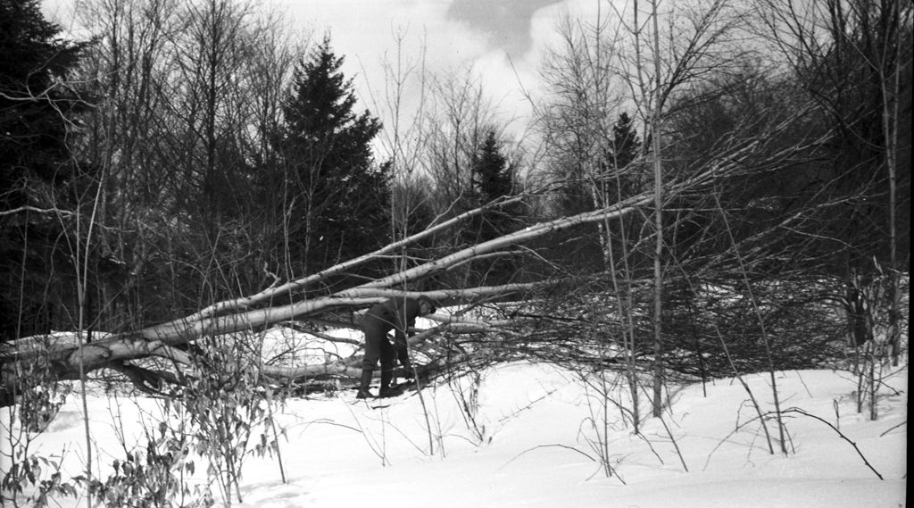 Miniature of Worker clearing downed tree in sugar bush