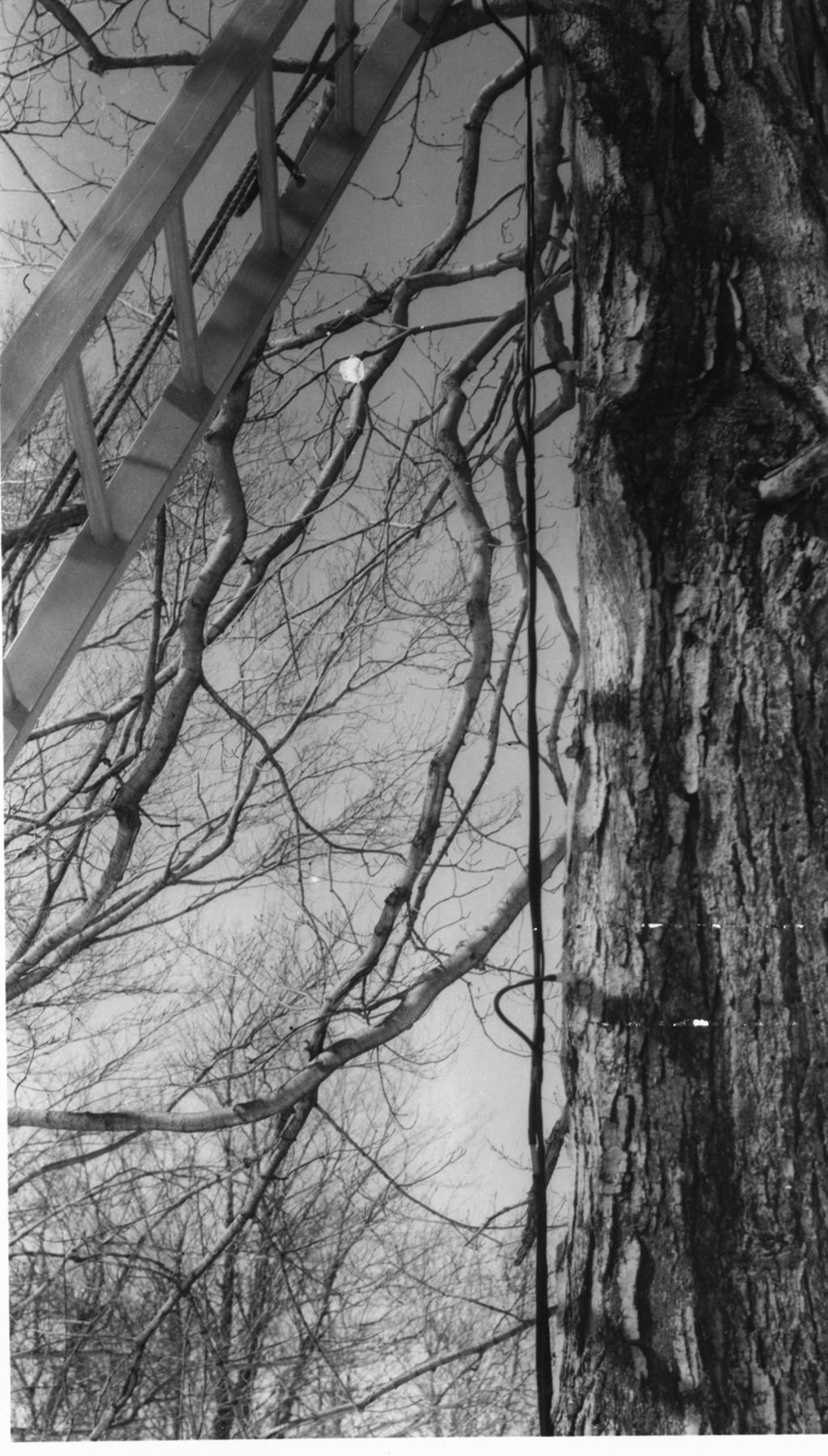 Miniature of Ladder leaning against a maple tree