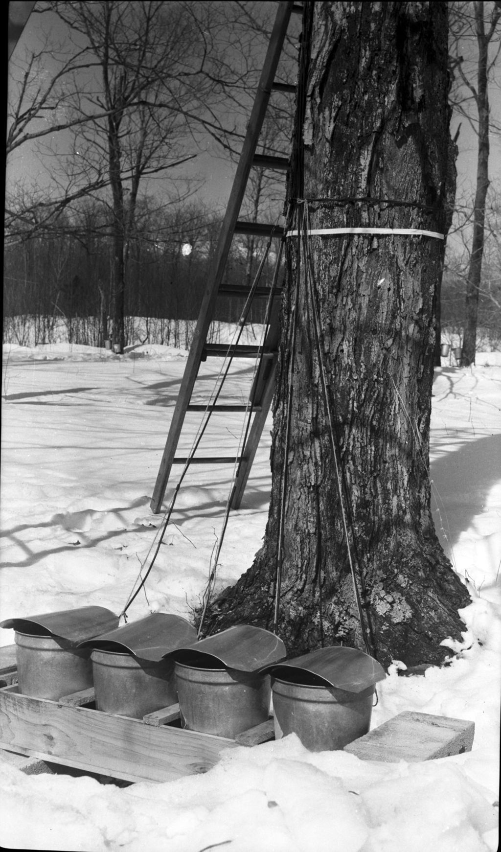 Miniature of Collection buckets
