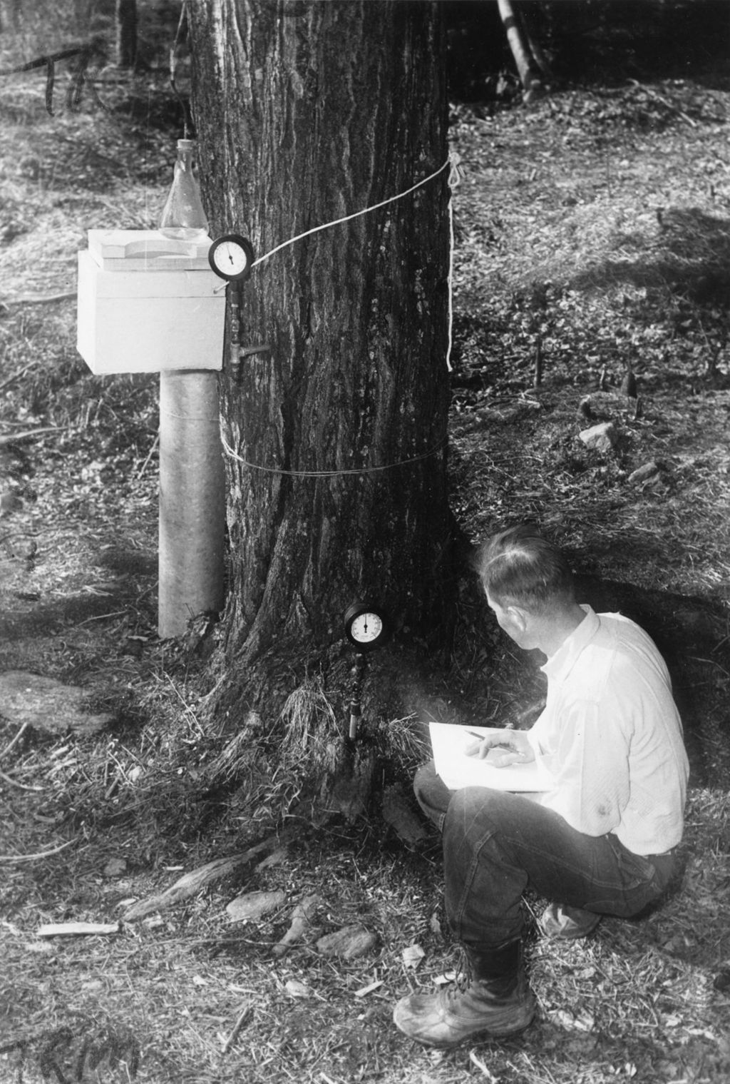 Miniature of Worker collecting data