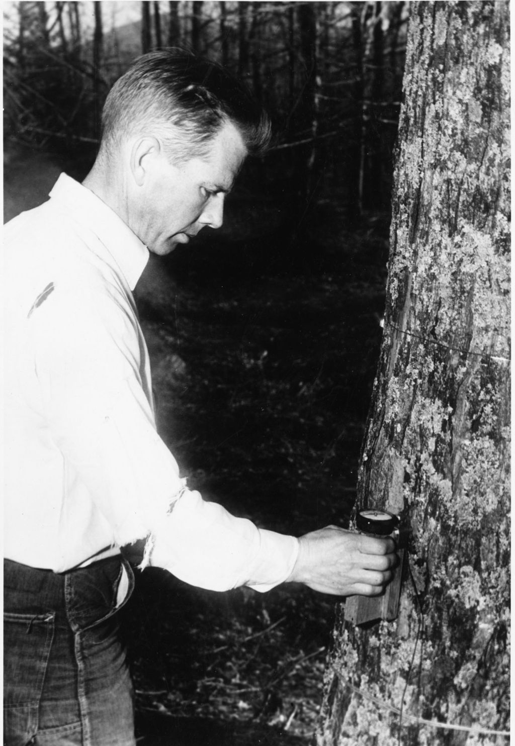 Miniature of Worker collecting data at sugar maple