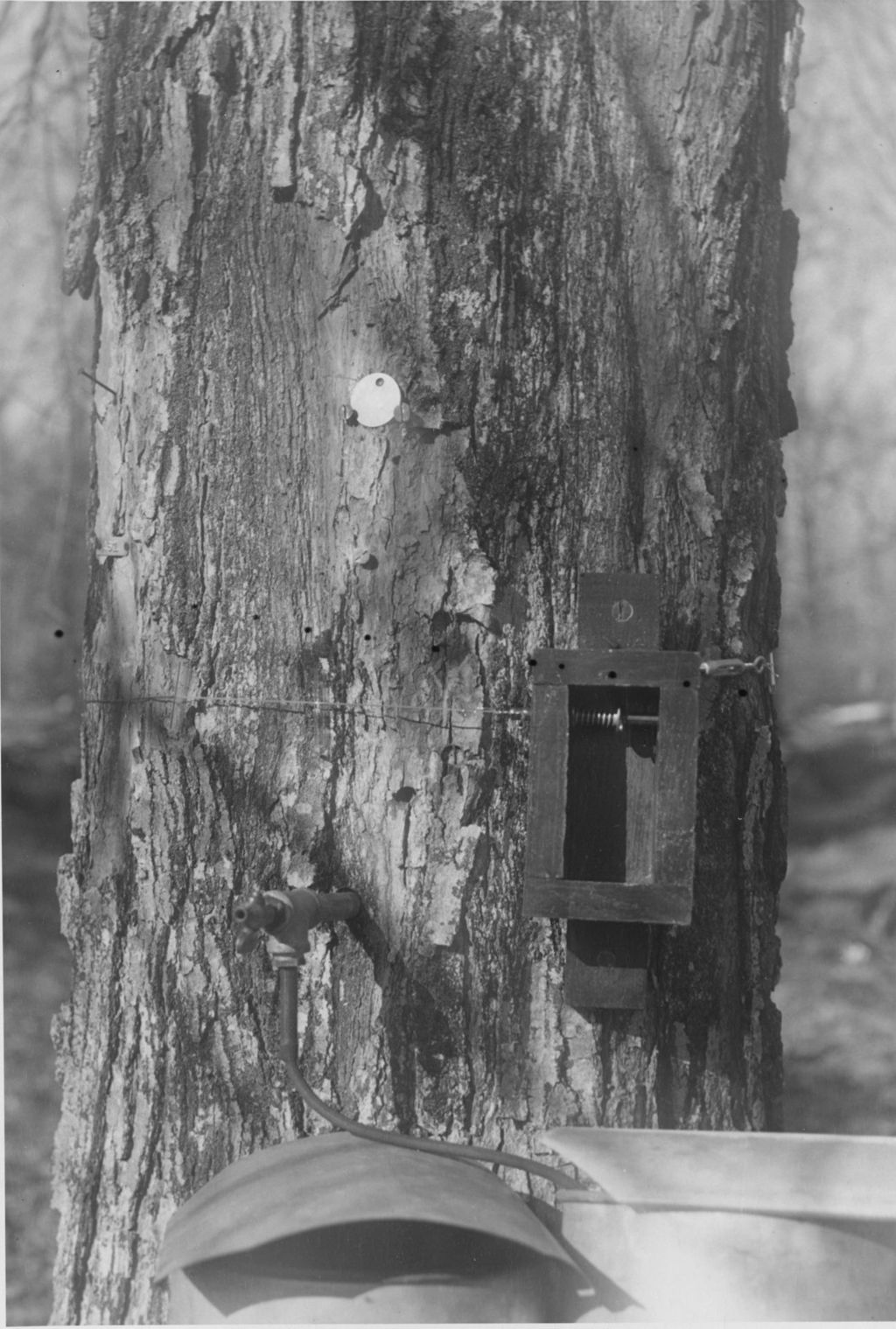 Miniature of Experiment in sugar bush