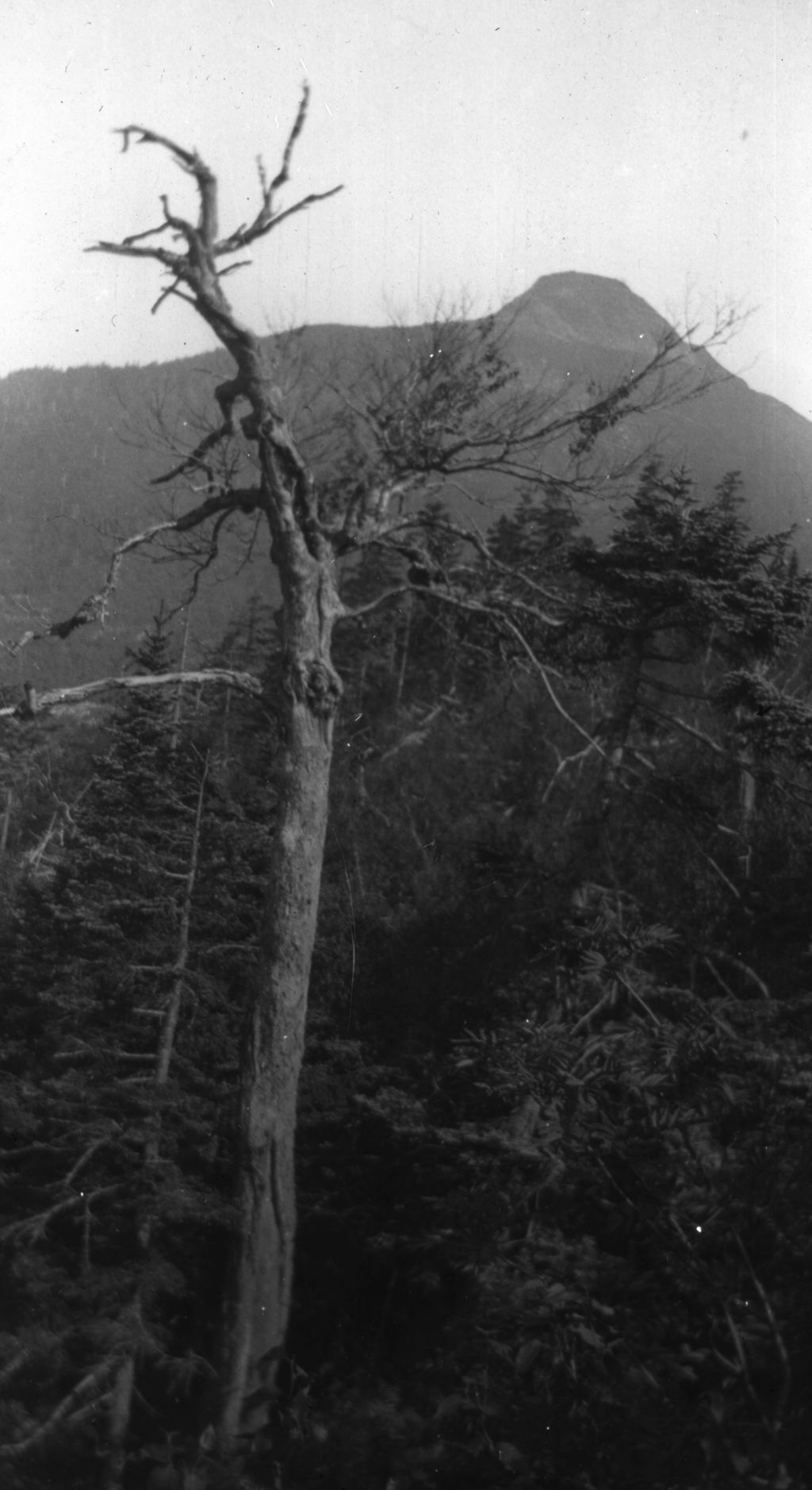 Miniature of Tree and mountain top