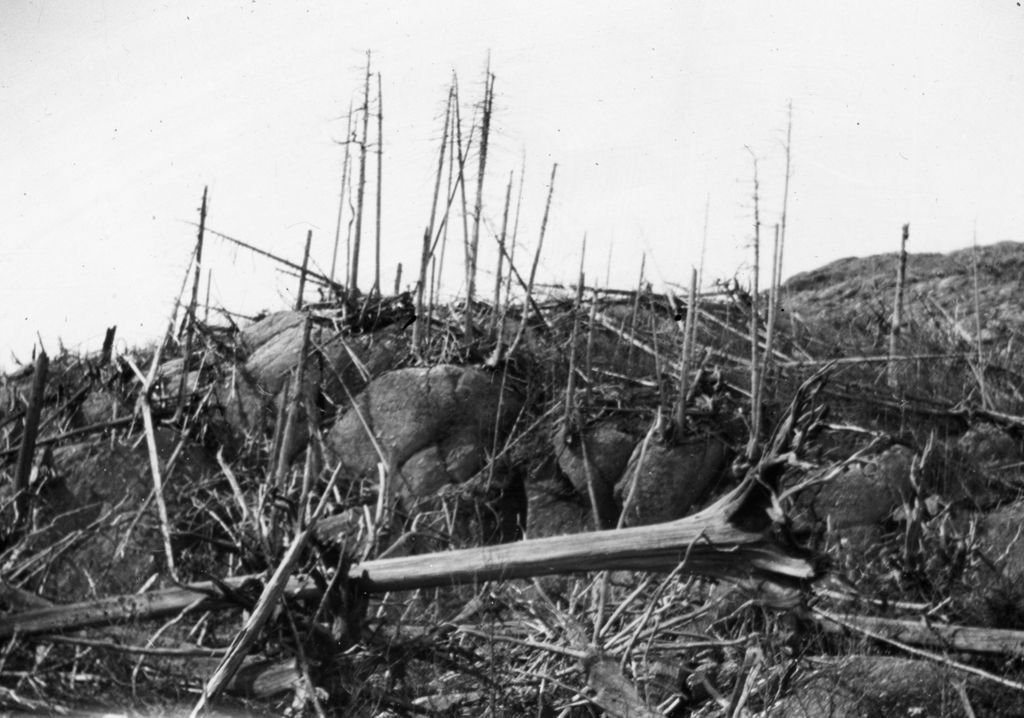 Miniature of Craggy dead trees in a rock landscape