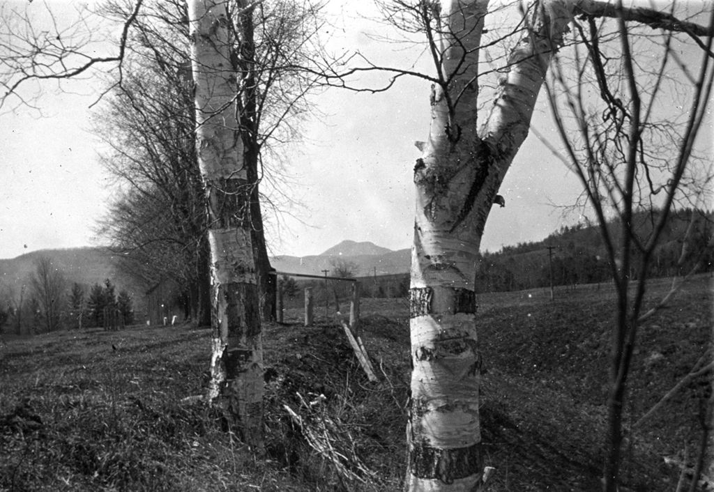 Miniature of Camel's Hump between birches