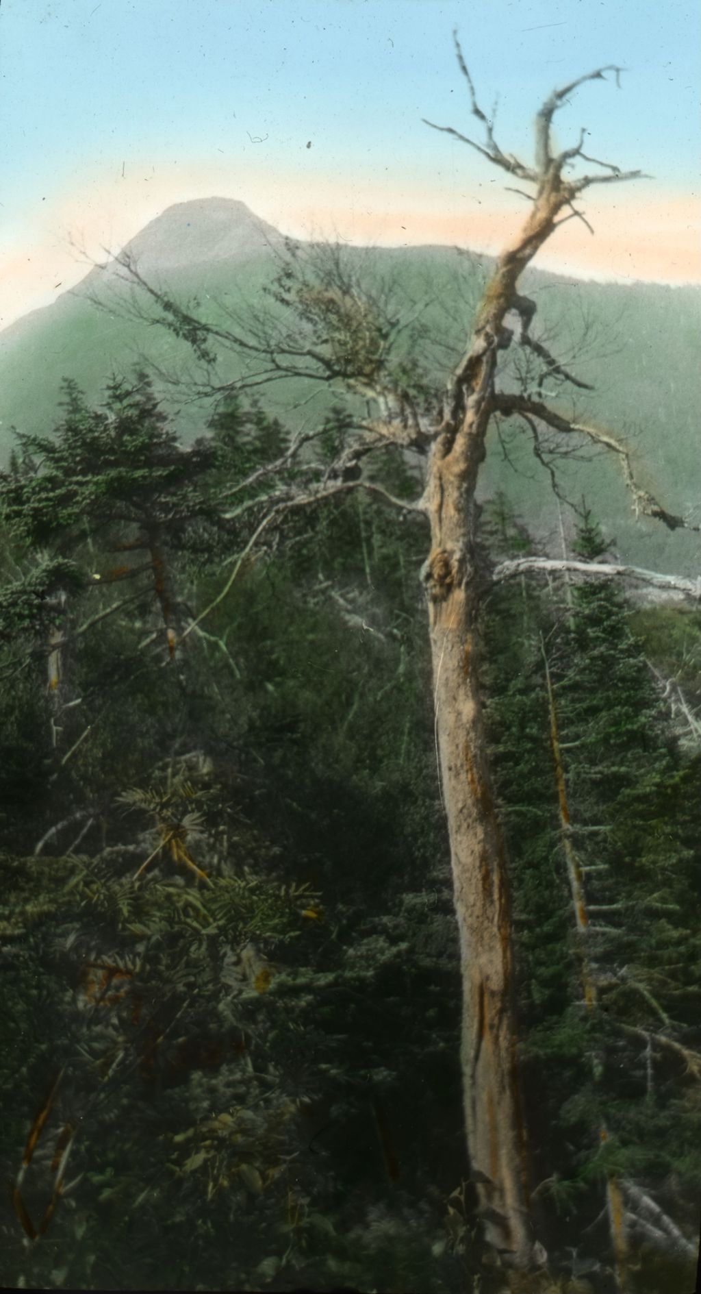 Miniature of Tree and Couching Lion (Camel's Hump) from the South