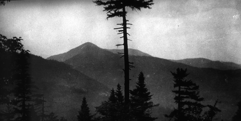 Miniature of Tree and mountains