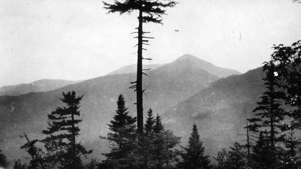 Miniature of Tall tree and mountains