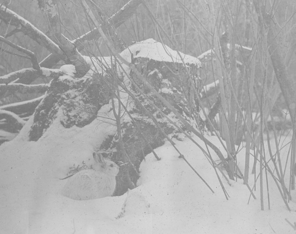 Miniature of Rabbit (Snowshoe or North American Hare) on Couching Lion (Camel's Hump)