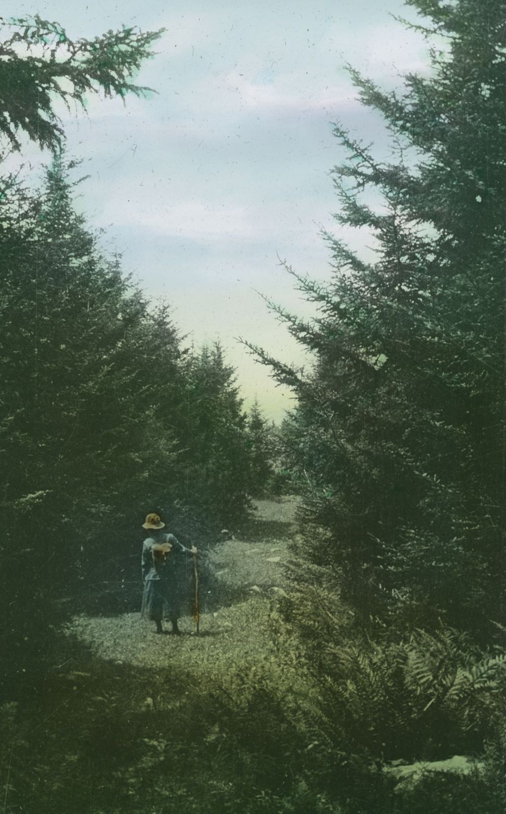 Miniature of Through spruces to Beane's Farm