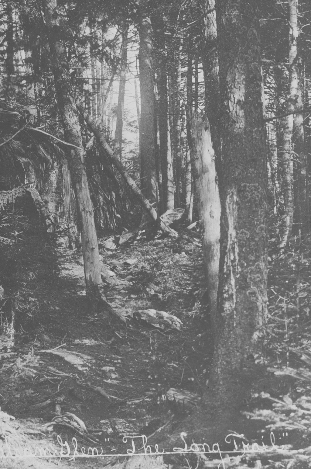 Miniature of Long Trail near the Needle's Eye on Mount Mansfield