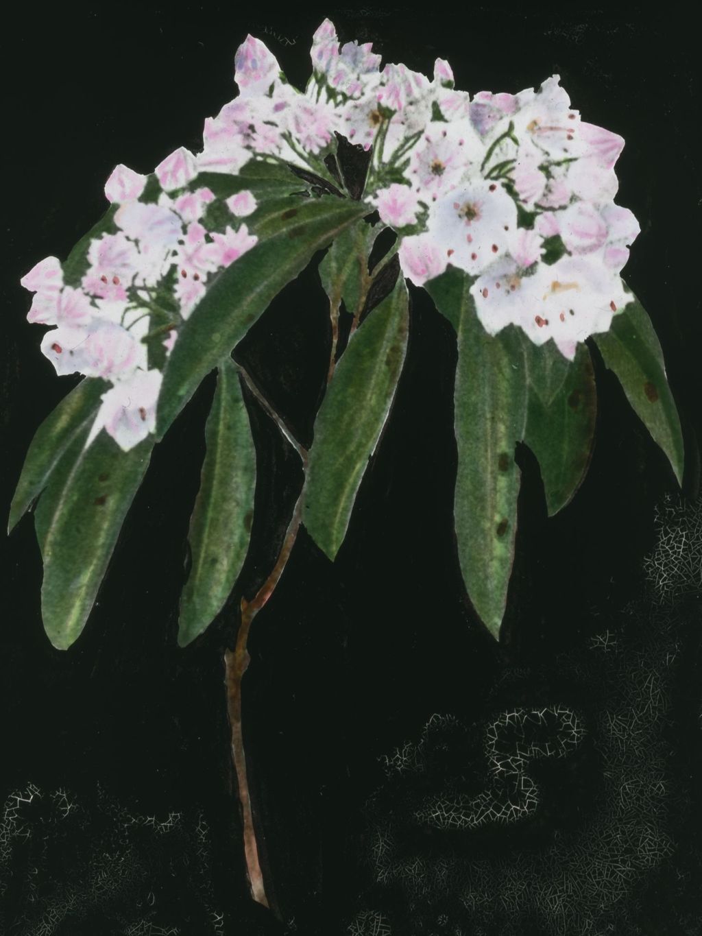 Miniature of Mountain Laurel