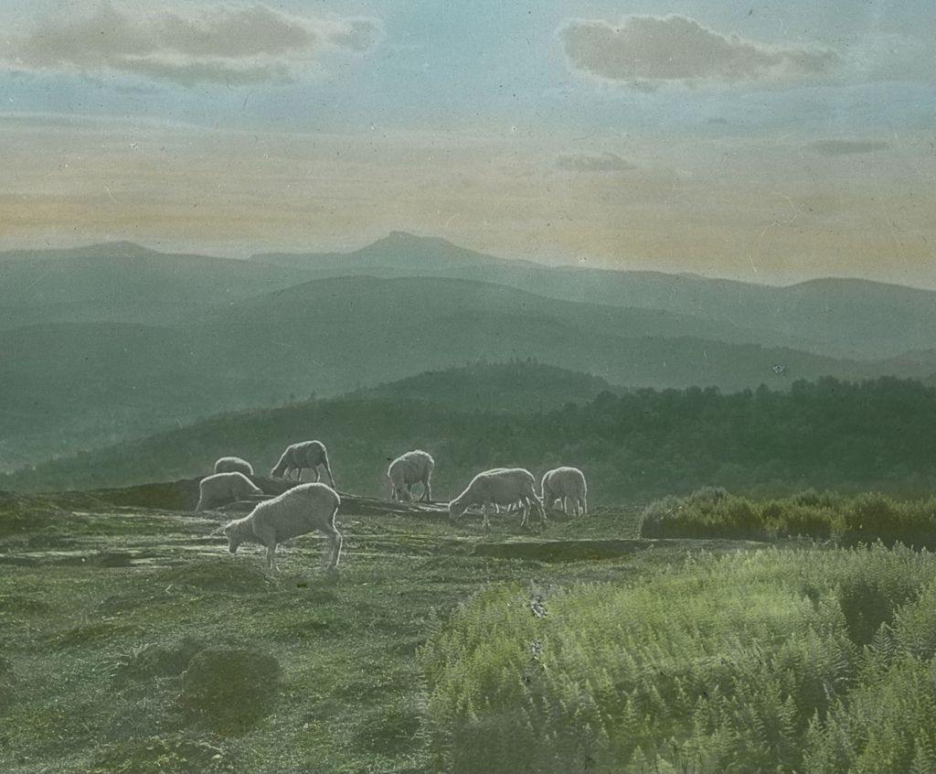 Miniature of Sheep and Couching Lion (Camel's Hump)