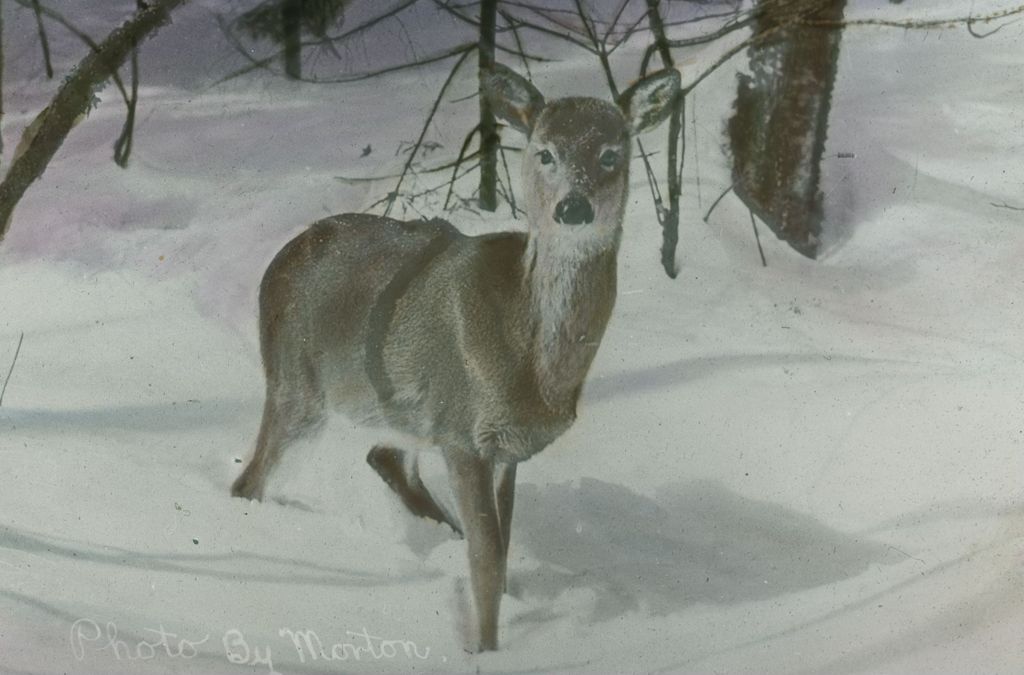 Miniature of Deer on Mount Mansfield