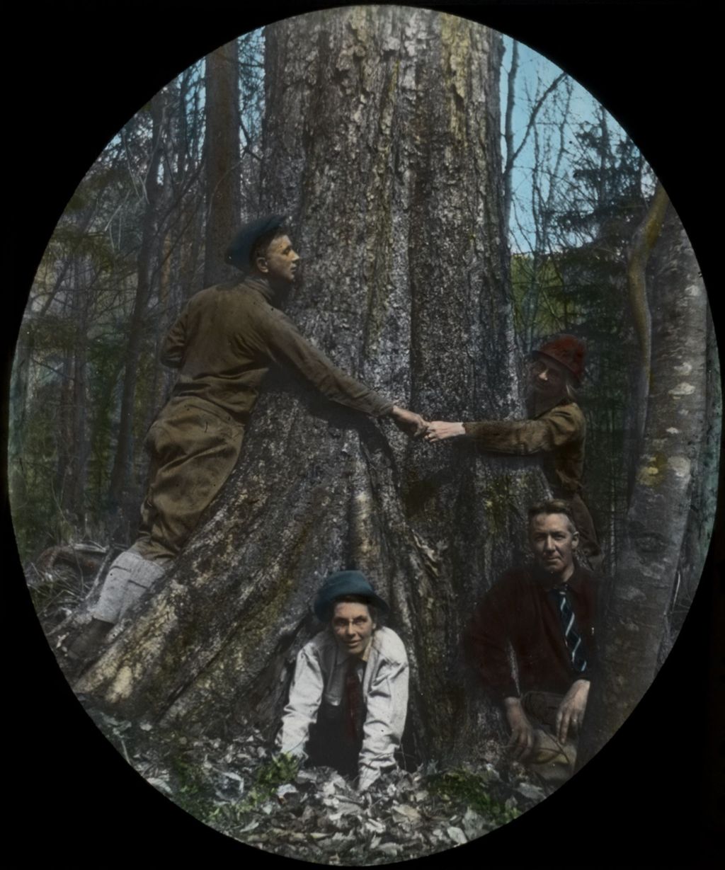 Miniature of Big Birch in Smugglers' Notch