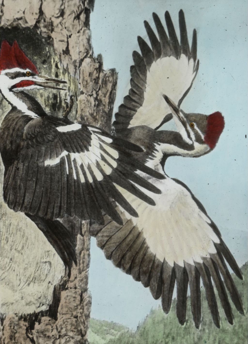 Miniature of Northern Pileated Woodpecker