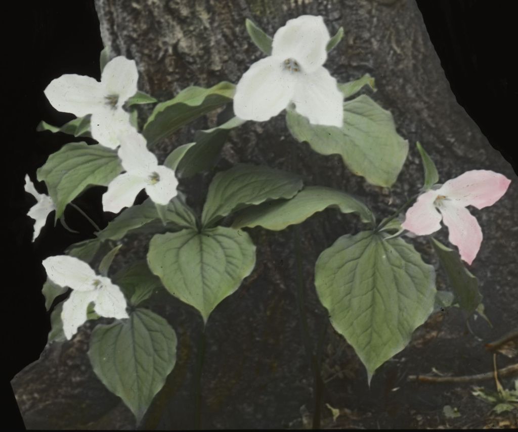 Miniature of Trillium - Grandiflorium