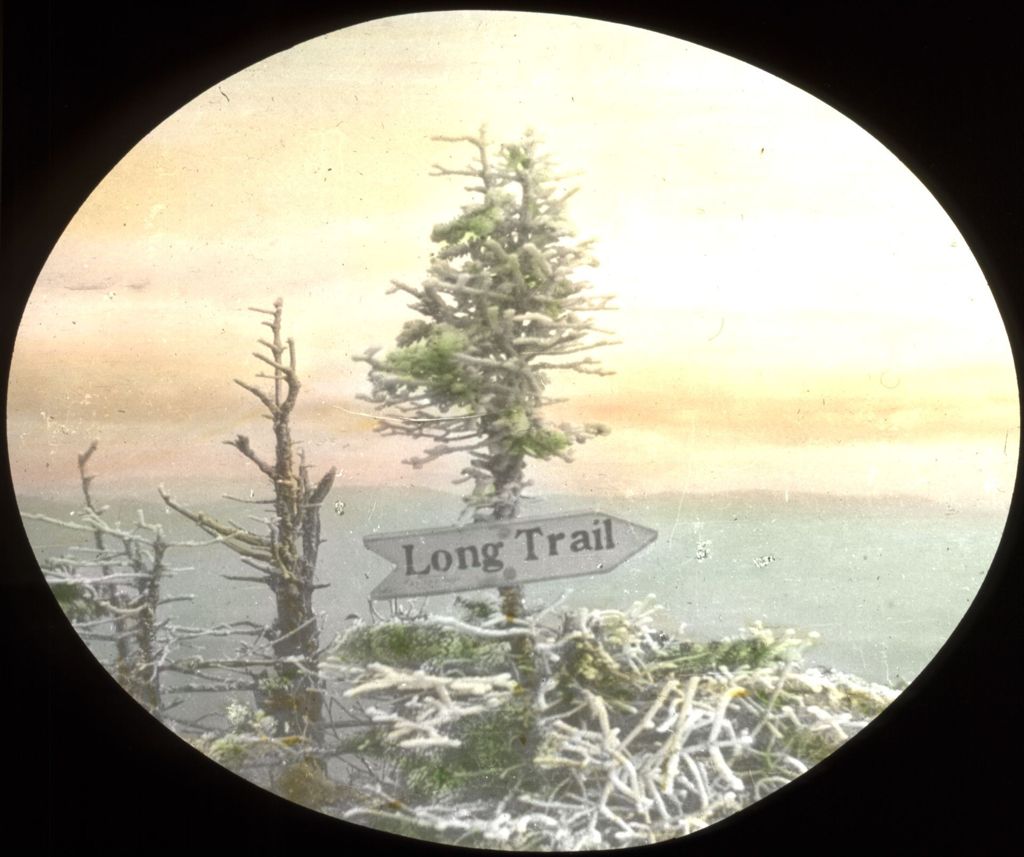 Miniature of Tip of frosted balsam and Long Trail sign on Lincoln Mountain near Mount Ellen