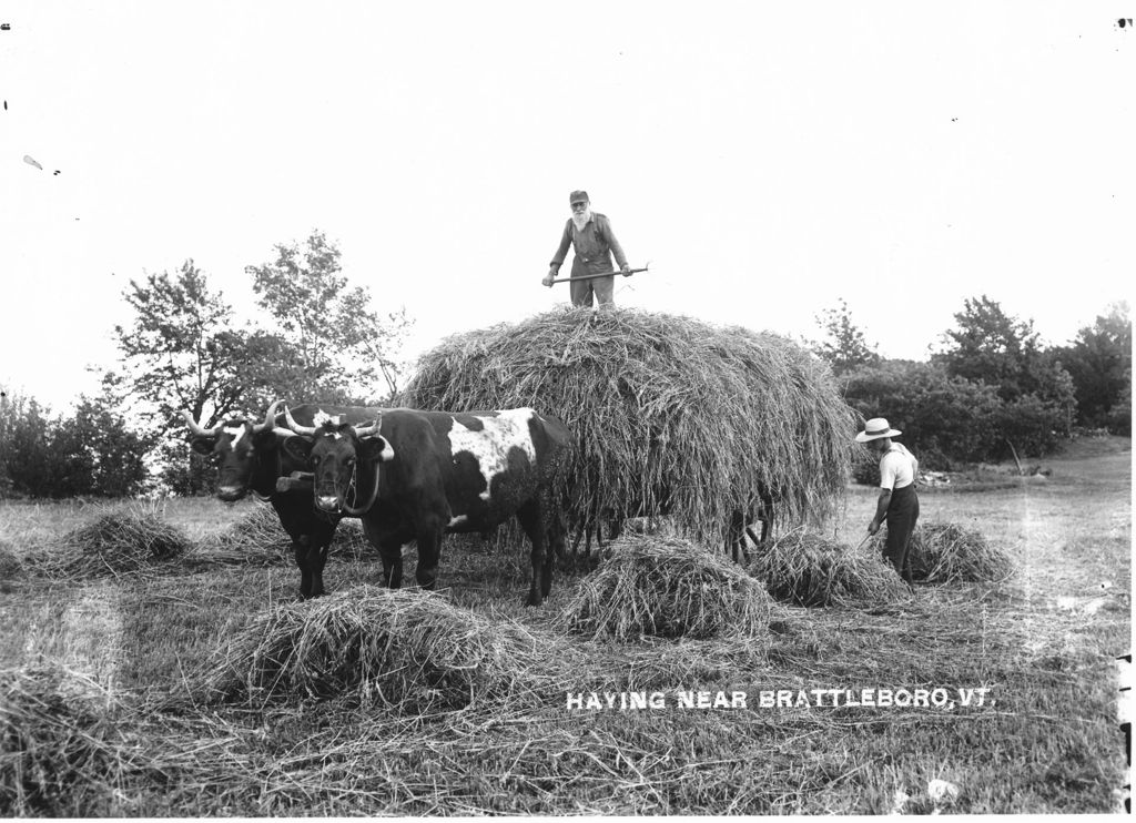 Miniature of Haying near Brattleboro, Vt.