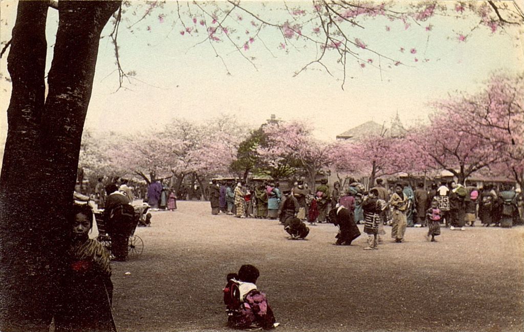 Miniature of Cherry blossom festival in full swing