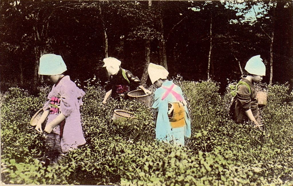 Miniature of Four women picking plants