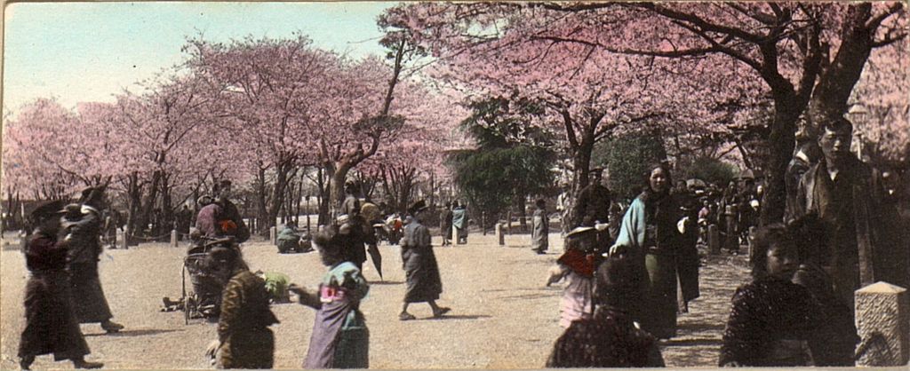 Miniature of Cherry blossom festival