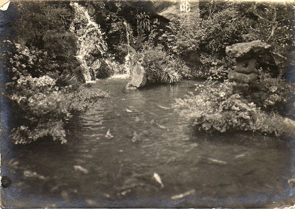 Miniature of A pond full of fish