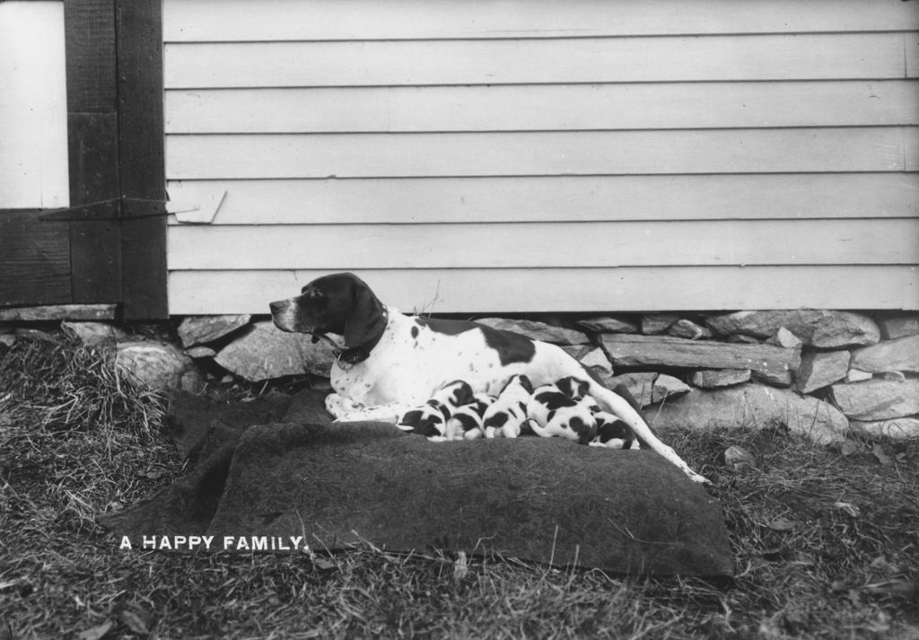 Miniature of Hound Dog with Puppies, Jamaica, Vt.