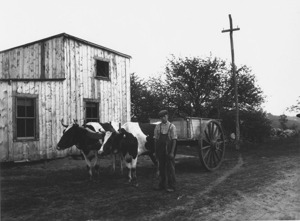 Miniature of Unidentified Boy with Earl Taylor's Cattle, Marlboro, Vt.