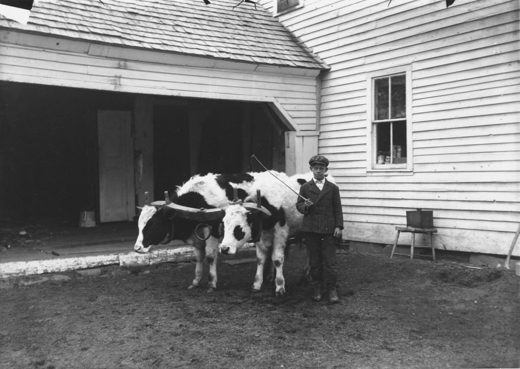 Miniature of Wallace Johnson's Boy with your Oxen, Marlboro, Vt.