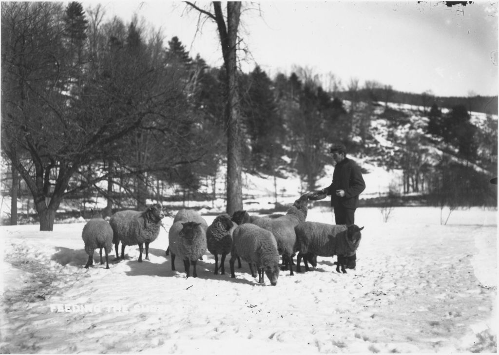 Miniature of Henry Powers of Brookside feeding sheep in winter, Newfane, Vt.