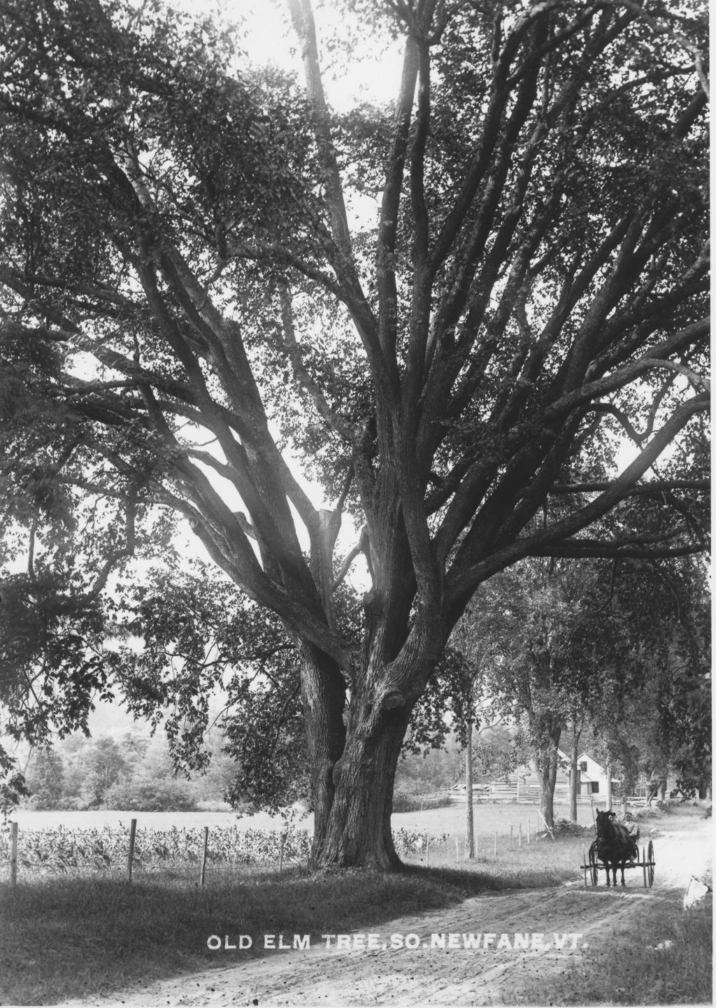 Miniature of Old Elm Tree, So. Newfane, Vt.