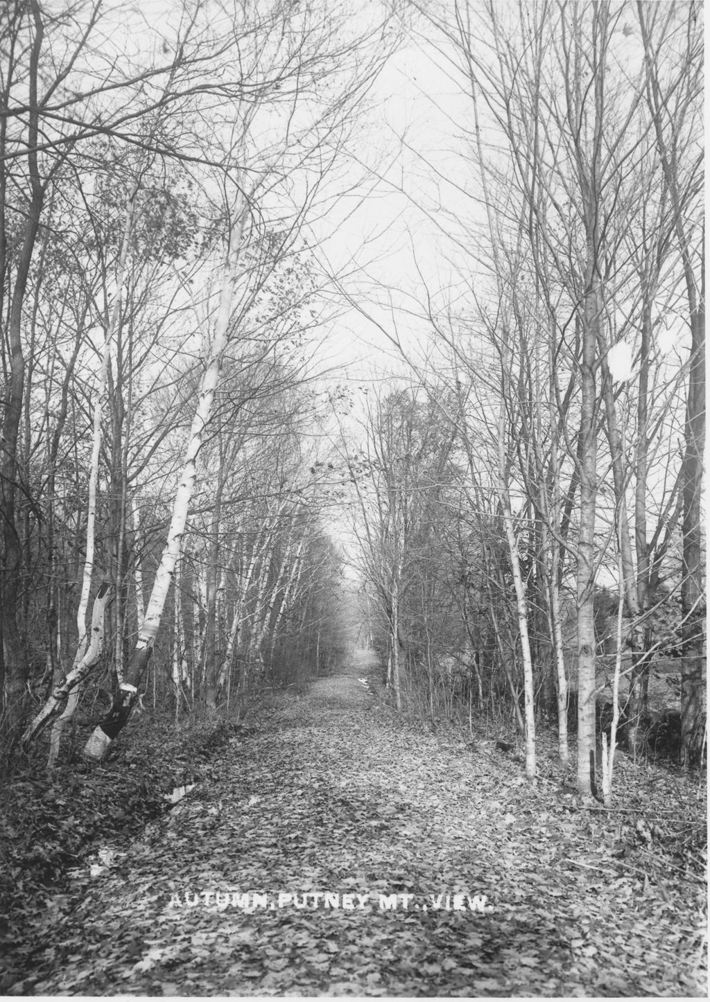 Miniature of Autumn, Putney Mt, View