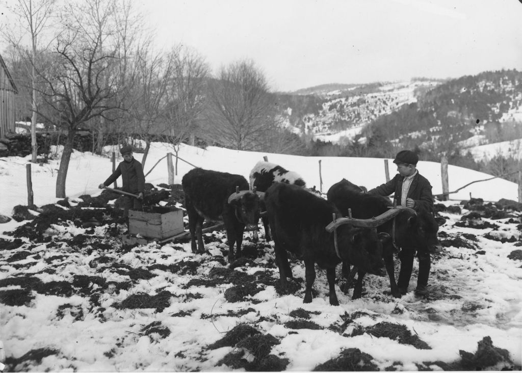 Miniature of Halladay boys with oxen, Williamsville, Vt.