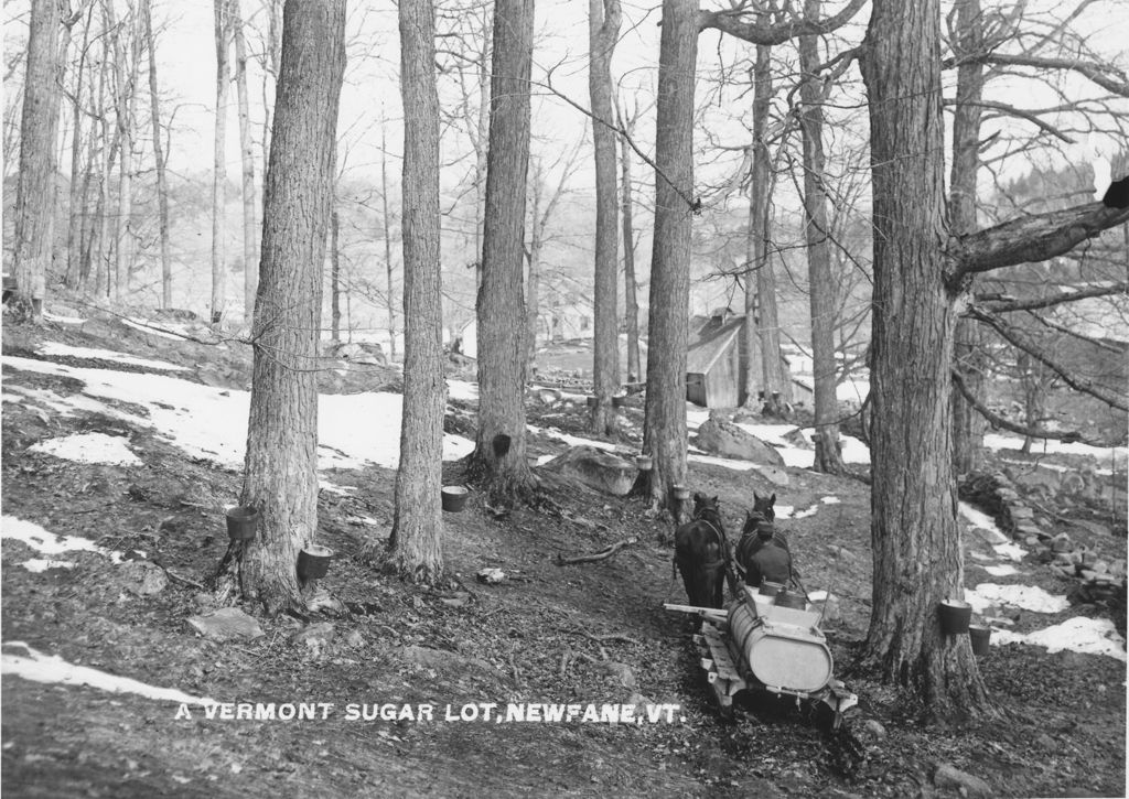 Miniature of A Vermont Sugar Lot, Newfane, Vt.