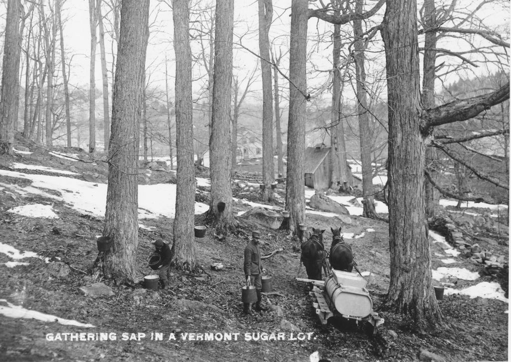 Miniature of Gathering Sap in a Vermont Sugar Lot