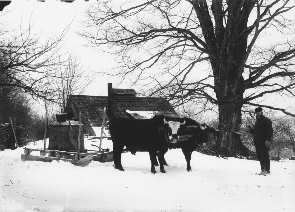 Miniature of Will Yeaw next to sugar house and oxen with gathering tank