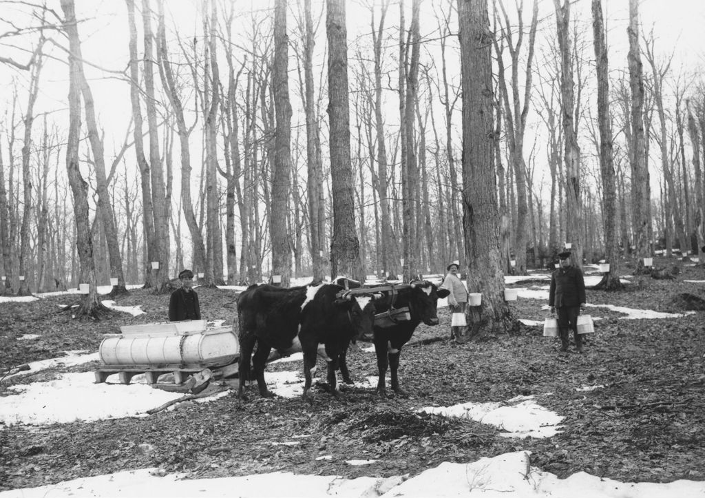 Miniature of Three unidentified people gathering sap with buckets and oxen