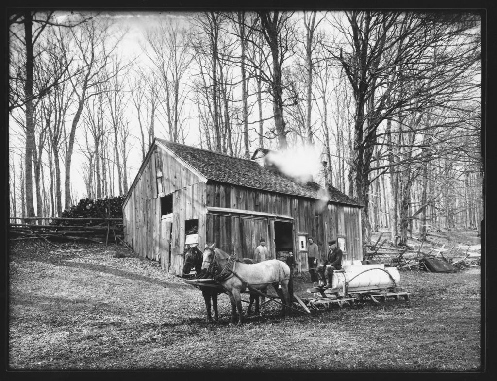 Miniature of Horses with gathering tank in front of sugar house